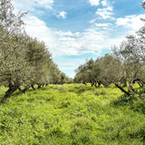 Greek Extra Virgin Olive Oil Bottle 500ml